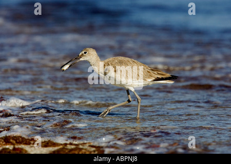 Alimentazione Willet sulla spiaggia Foto Stock