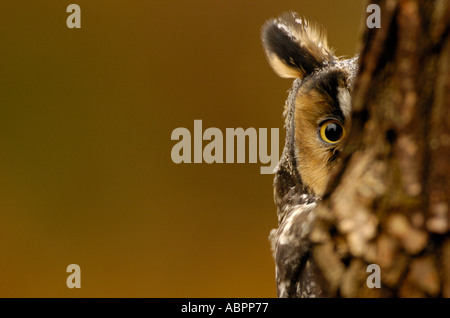 Una lunga eared owl sguardi da dietro a un albero Foto Stock