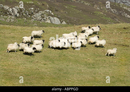 Blackface gregge di ovini, Ovis aries, Isle of Harris, Ebridi Esterne, Scotland, Regno Unito Foto Stock