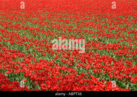 Campo di tulipani in Olanda. Foto Stock