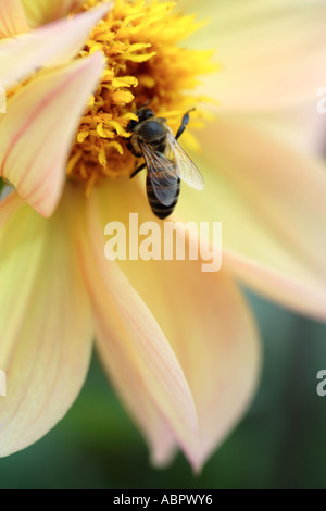 Cape Honey Bee raccoglie il nettare su giallo Fiore Dahlia Foto Stock