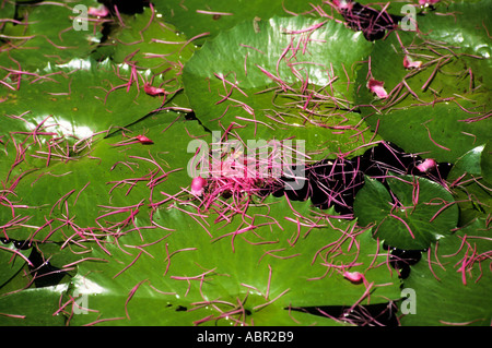 Manaus, Brasile. Water Lilies con rosa luminoso petali di fiori sparsi per le ninfee (foglie). Foto Stock