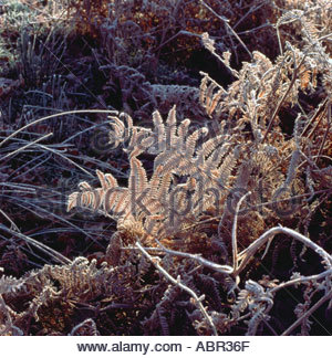 La brina su marrone bracken le foglie in autunno e inverno in campagna Carmarthenshire Wales UK KATHY DEWITT Foto Stock