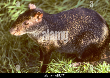 Mato Grosso Membro, Brasile. (Agouti Dasyprocta sp.). Foto Stock