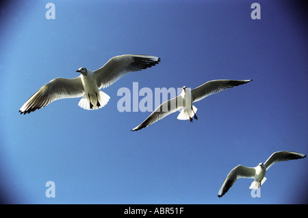 Tre bianchi gabbiani uccelli contro il cielo blu Mumbai India Foto Stock