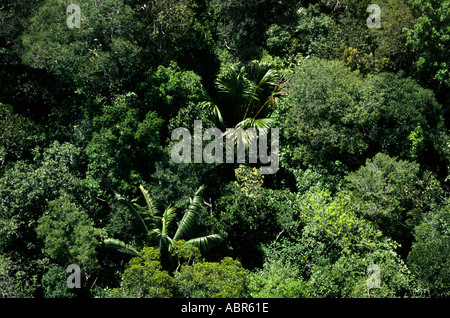 L'Amazzonia, Brasile. Vista aerea di inviolata foresta pluviale con alberi di palma. Foto Stock