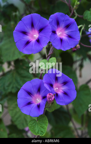 Comune di Morning Glory Ipomoea purpurea Foto Stock