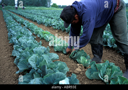 Guatemala lavoratore migrante in una fattoria in Québec Canada Foto Stock