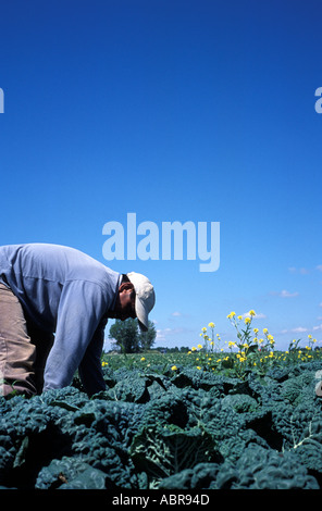 Guatemala lavoratore migrante in una fattoria in Québec Canada Foto Stock