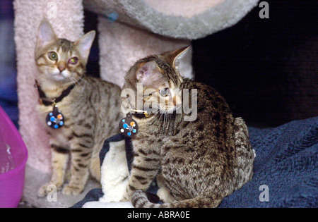 Di quattro mesi clonato kitties Tabouli L e baba ganoush R sono viste nel loro involucro in corrispondenza del CFA IAMS Cat Visualizza il 9 ottobre 2004 i due gattini clonati da risparmi di genetica Clone sono duplicati genetici di tahini un Gatto bengala ma sono nati da due madri diverse Foto Stock