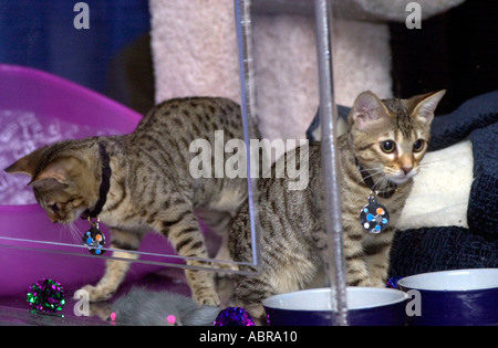 Di quattro mesi clonato kitties Tabouli e baba ganoush sono visti nel loro involucro in corrispondenza del CFA IAMS Cat Visualizza il 9 ottobre 2004 i due gattini clonati da risparmi di genetica Clone sono duplicati genetici di tahini un Gatto bengala ma sono nati da due madri diverse Foto Stock