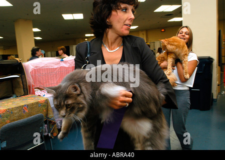 Gatti trasportati dai loro gestori di eventi per il giudicare anello all'Associazione Cat Fancy Cat Visualizza Foto Stock