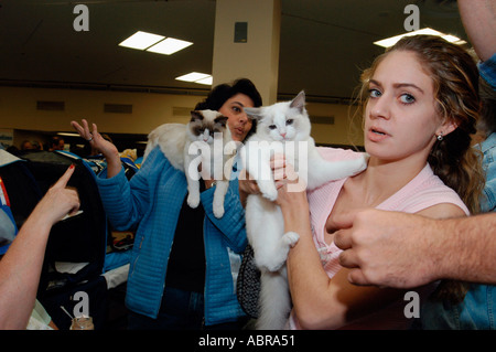 Gatti Ragdoll sono portati a giudicare l'anello all'Associazione Cat Fancy Cat Visualizza Foto Stock