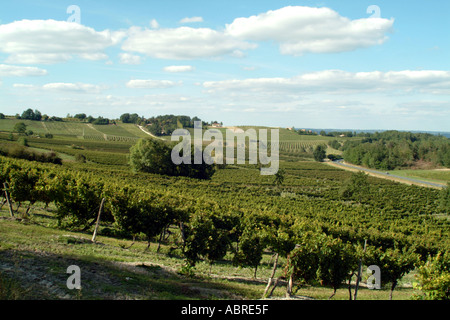 Vitigni nella zona di Bergerac Dordogne Francia nei pressi di Monbazillac Foto Stock