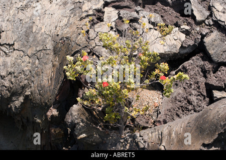 "Ohia lehua cespugli che crescono in un ricco di minerali sulla fessura lava basaltica, vulcano Kilauea, Parco Nazionale dei Vulcani delle Hawaii Foto Stock