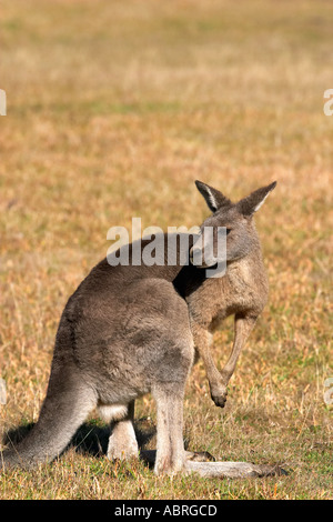 Kangaroo Halls Gap Grampians National Park Victoria Australia Foto Stock