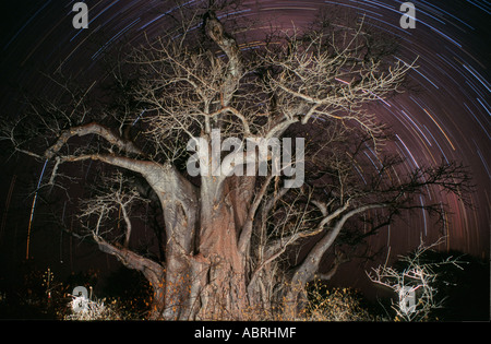 Star sentieri intorno a un albero di baobab lungo la Caprivi, Africa Foto Stock