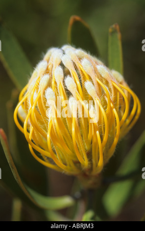 Puntaspilli Protea (Leucospermum cuneiforme) Foto Stock