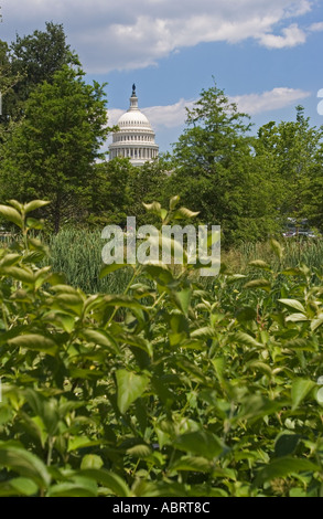 Campidoglio US da zone umide presso il Museo Nazionale degli indiani americani Foto Stock