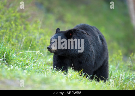 Orso Nero nel Parco Nazionale di Yellowstone Foto Stock