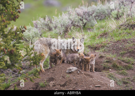 Coyote madre e cuccioli a den Foto Stock