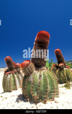 Turks Head Cactus cappuccio rosso fez a forma di botte cactus nativo di Isole Turks e Caicos tci dopo che le isole sono denominati Foto Stock