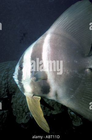 Batfish underwater Seychelles Foto Stock