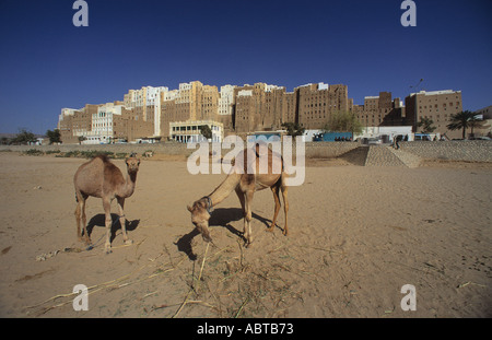 Giovani cammelli alimentazione su foraggi in wadi nella parte anteriore di Shibam lato sud di Wadi Hadramaut Yemen mattone di fango grattacielo case e città w Foto Stock