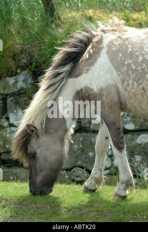 Vista dettagliata del Dartmoor Pony il pascolo in pascolo Devon England Regno Unito Regno Unito Foto Stock