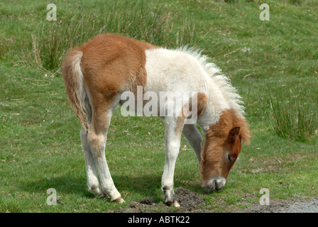 Vista dettagliata del Dartmoor Pony il pascolo in pascolo Devon England Regno Unito Regno Unito Foto Stock