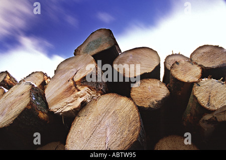 Segherie di logs impilati foresta dopo operazioni di compensazione nel Galles del Sud Foto Stock