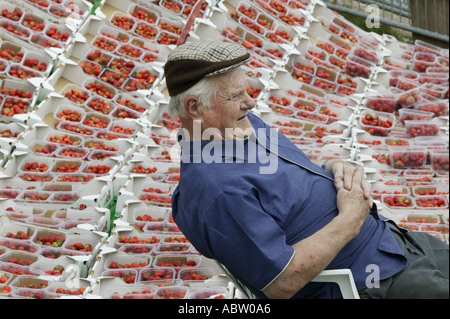 Un venditore di fragole a lato della strada in Hay on Wye, Herefordshire, Regno Unito Foto Stock