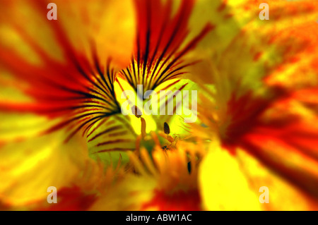 Nasturtium Tropaeolum majus fiore giardino Foto Stock