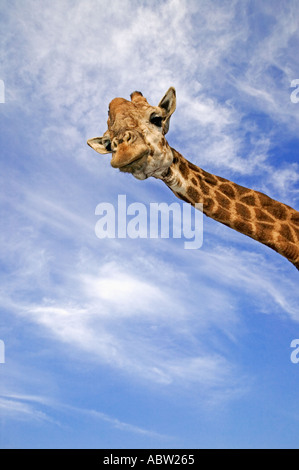 Sud della giraffa Giraffa camelopardalis giraffa i maschi adulti possono essere di 18 piedi o di 5 a 4 metri di altezza in Africa Foto Stock
