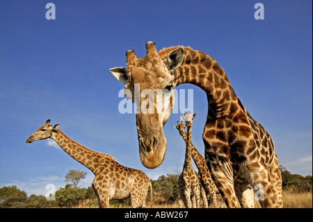 Sud della giraffa Giraffa camelopardalis giraffa i maschi adulti possono essere di 18 piedi o di 5 a 4 metri di altezza in Africa Foto Stock