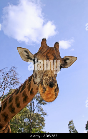 Giraffa Rothschild Giraffa camelopardalis rothschildi Giraffe Center Nairobi Kenya Foto Stock