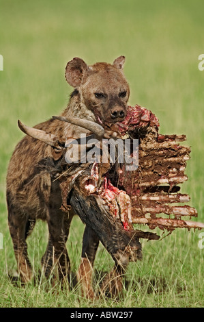 Spotted hyaena Crocuta crocuta portante rimane di gnu kill Amboseli National Park in Kenya Dist in tutta l Africa Foto Stock