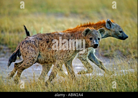 Spotted hyaena Crocuta crocuta due hyaena in esecuzione e sulla caccia del Parco Nazionale Amboseli Kenya Dist in tutta l Africa Foto Stock