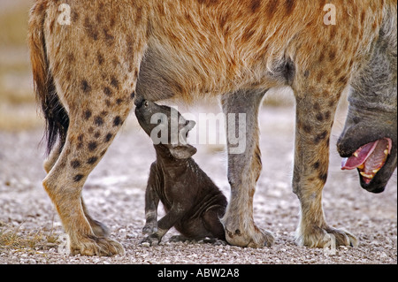 Spotted hyaena Crocuta crocuta giovane cucciolo lattante dalla madre del Parco Nazionale Amboseli Kenya Dist in tutta l Africa Foto Stock