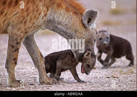 Spotted hyaena Crocuta crocuta adulto il tentativo di portare il pup del Parco Nazionale Amboseli Kenya Dist in tutta l Africa Foto Stock