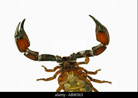 Scorpion Opistophthalmus Spp vista da sotto l'Africa Foto Stock