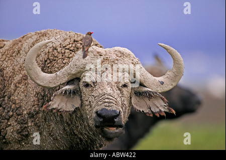 Bufali Syncerus caffer Ritratto di old bull coperto di fango Lake Nakuru National Park Kenya Africa Subsahariana Foto Stock