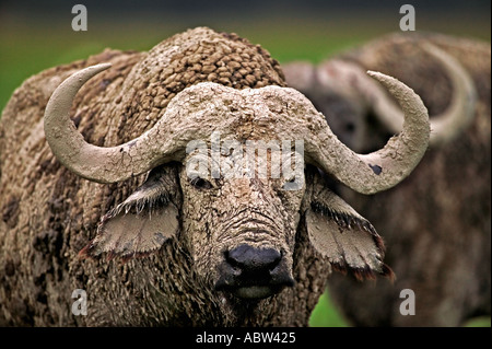 Bufali Syncerus caffer Ritratto di old bull Amboseli National Park in Kenya Dist Africa Subsahariana Foto Stock