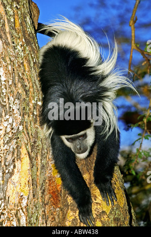 Eastern Black and White Colobus Colobus guereza residente di alta foresta del nord Africa centrale Foto Stock