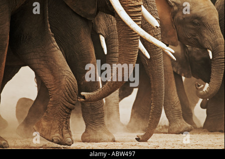 Elefante africano Loxodonta africana mandria in movimento del Parco Nazionale Amboseli Kenya Dist Africa Subsahariana Foto Stock