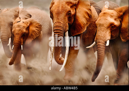 Elefante africano Loxodonta africana alla mandria del Parco Nazionale Amboseli Kenya Dist Africa Subsahariana Foto Stock