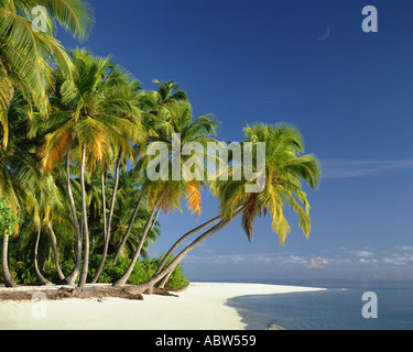 Mv - Maldive: spiaggia lungo l'Oceano indiano Foto Stock