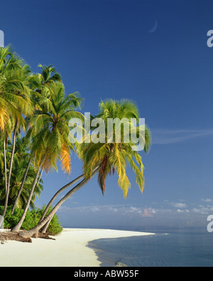 MV - MALDIVE: spiaggia lungo l'Oceano Indiano Foto Stock