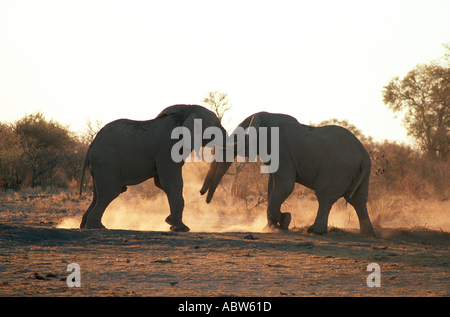 Due elefanti africani - lotta / Loxodonta africana Foto Stock
