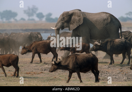 Elefante africano (Loxxodonta fricana) camminando tra Cape Buffaloes (Syncerus caffer) Foto Stock